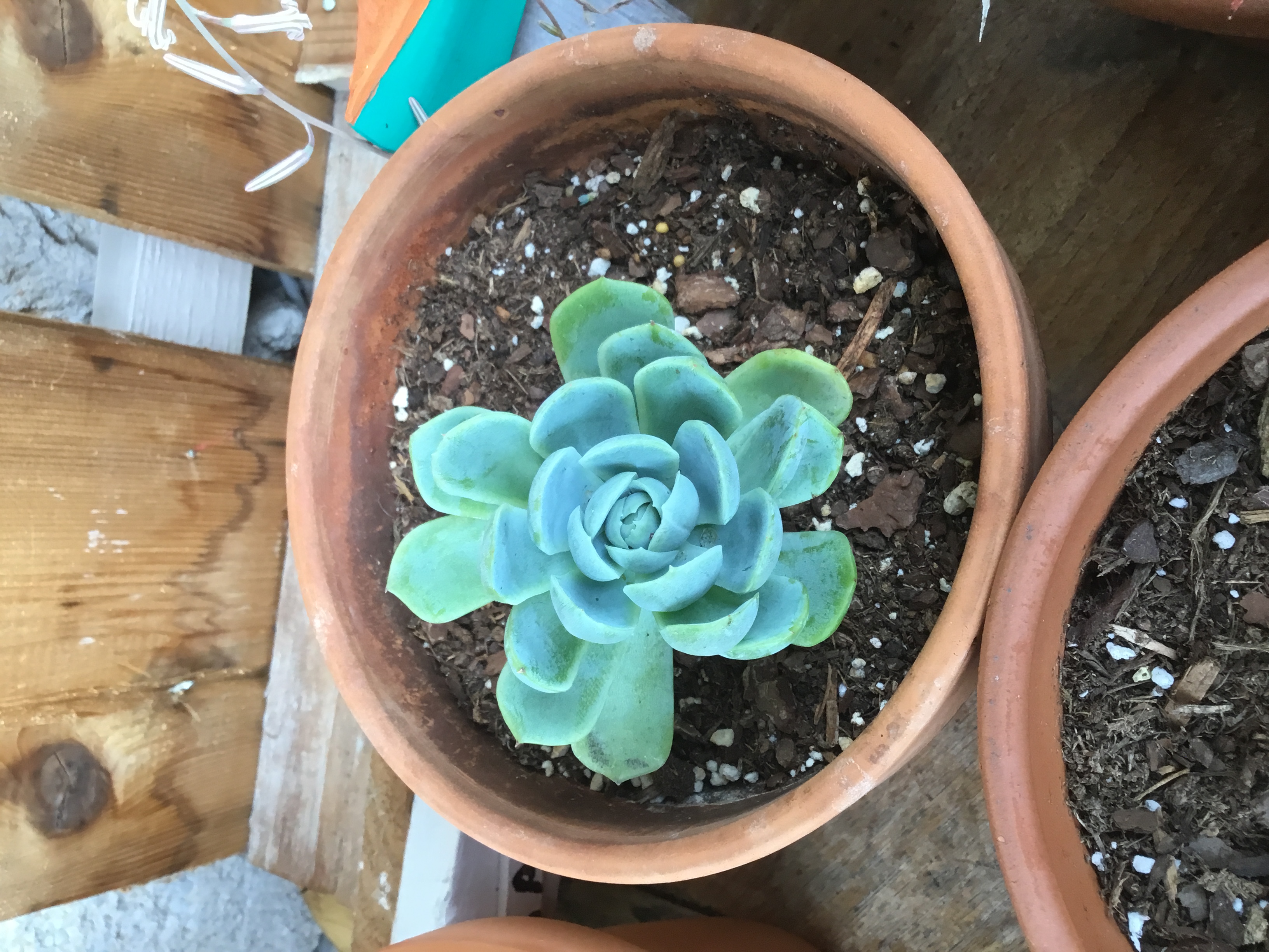 Misc Echeveria (2).jpg